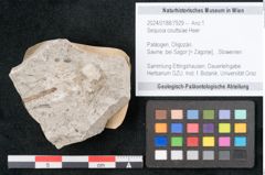 Foto (Objekt + Etikett) von Sequoia couttsiae Heer (NHMW-GEO-2024-0188-7929)